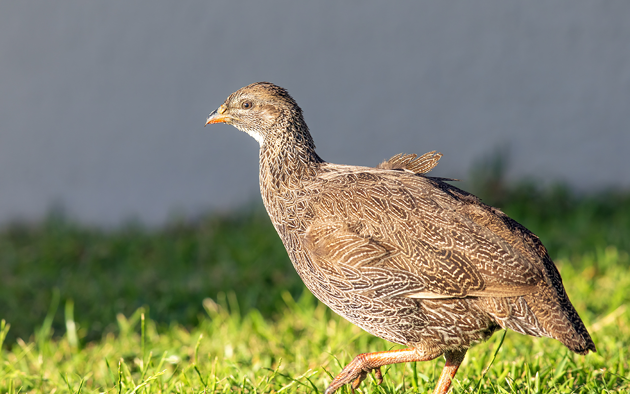 Cape Francolin